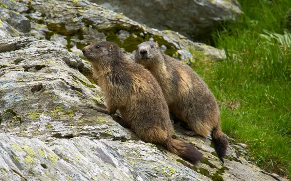 Dva Marmoty Sedící Skalách — Stock fotografie