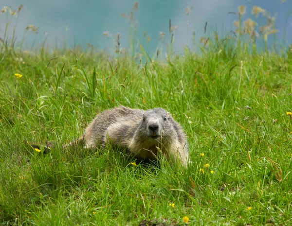 Ein Niedliches Murmeltier Gras Und Auf Den Felsen — Stockfoto