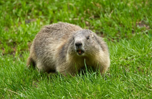 Söt Murmeldjur Gräset Och Klipporna — Stockfoto