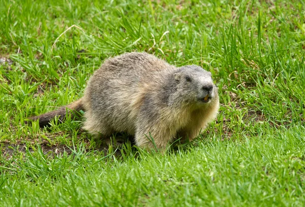 Una Linda Marmota Hierba Las Rocas — Foto de Stock