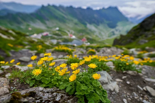 Fleurs Sauvages Avec Lac Montagnes Avec Chalets Arrière Plan Photo De Stock