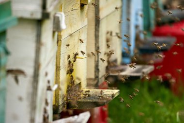Arı kovanlarının etrafını saran arılar
