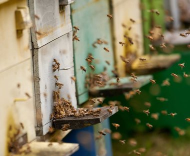 Arı kovanlarının etrafını saran arılar