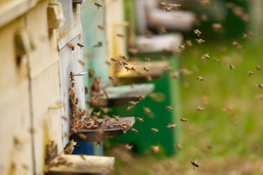 Arı kovanlarının etrafını saran arılar