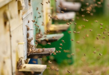 Arı kovanlarının etrafını saran arılar