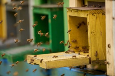 Arı kovanlarının etrafını saran arılar