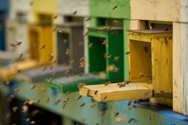 Arı kovanlarının etrafını saran arılar