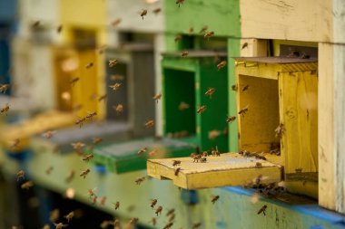 Arı kovanlarının etrafını saran arılar