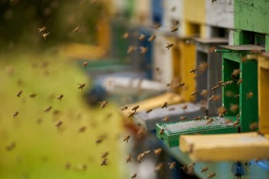 Arı kovanlarının etrafını saran arılar