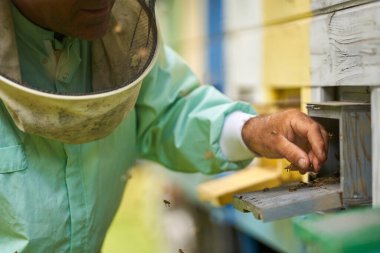 Koruyucu giysiler içinde arıcı kamyonetindeki kovanları kontrol ediyor.