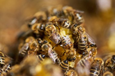 Arılar kovanın içindeki tarakla besleniyorlar.