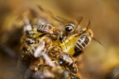 Arılar kovanın içindeki tarakla besleniyorlar.