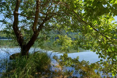 Göl kenarında büyüyen ağaçla yansıyan manzara.
