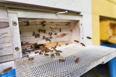 Arı kovanlarının geniş açılı yakın çekim alanı.