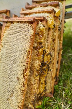 Arı kovanından çıkarılan bal dolu taraklar.
