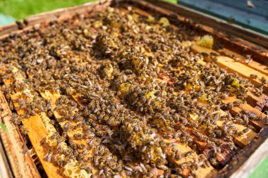 Arılar kovanın içindeki tarakla besleniyorlar.