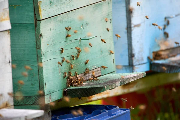 Closeup Colmeias Abelhas Com Abelhas Swarming Torno — Fotografia de Stock