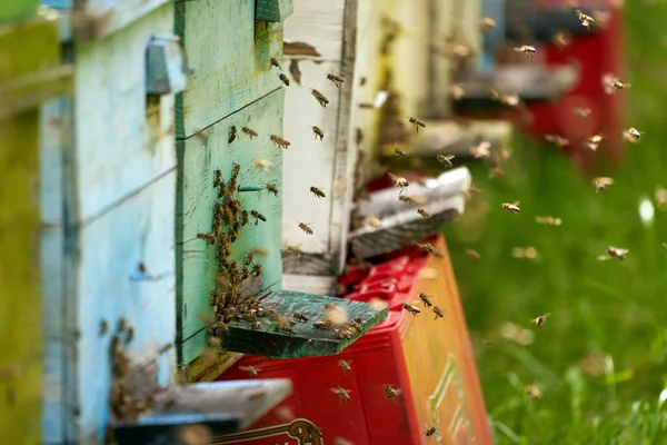 Крупним Планом Бджолині Вулики Бджолами Роїться Навколо — стокове фото