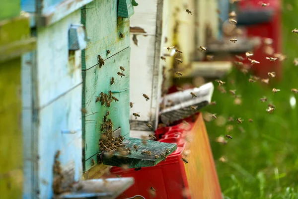 Gros Plan Des Ruches Abeilles Avec Des Abeilles Grouillant Autour — Photo