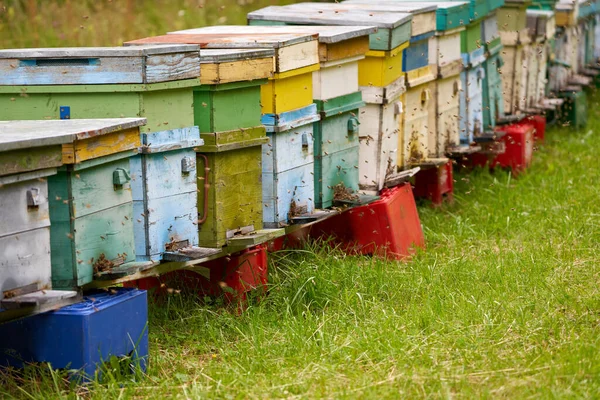 Großaufnahme Von Bienenstöcken Denen Von Bienen Wimmelt — Stockfoto