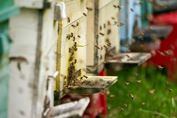 Primer Plano Colmenas Abejas Rodeadas Abejas —  Fotos de Stock