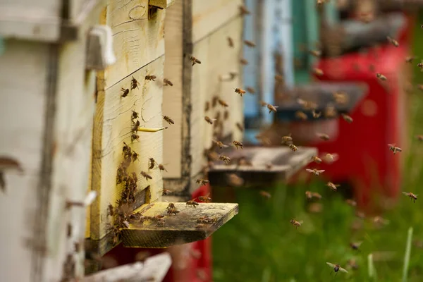 Arı Kovanlarının Etrafını Saran Arılar — Stok fotoğraf