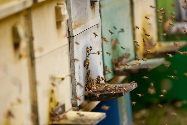 Primer Plano Colmenas Abejas Rodeadas Abejas —  Fotos de Stock