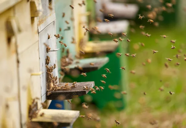 Primer Plano Colmenas Abejas Rodeadas Abejas —  Fotos de Stock