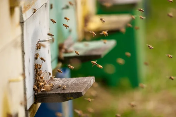 Крупный План Пчелиных Ульев Пчелами Кишащими Вокруг — стоковое фото