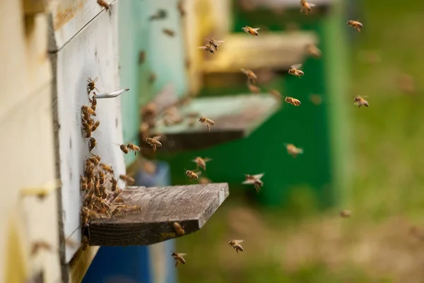 Крупный План Пчелиных Ульев Пчелами Кишащими Вокруг — стоковое фото