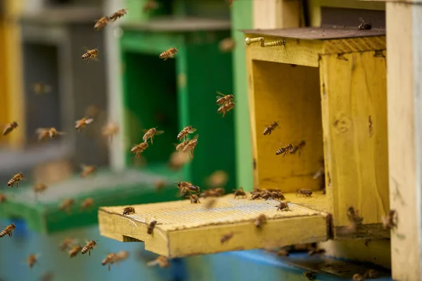 Closeup Colmeias Abelhas Com Abelhas Swarming Torno — Fotografia de Stock