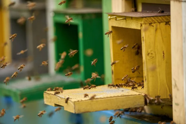 Primer Plano Colmenas Abejas Rodeadas Abejas —  Fotos de Stock