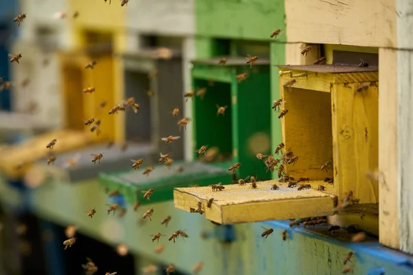 Closeup Bee Hives Bees Swarming — Stock Photo, Image
