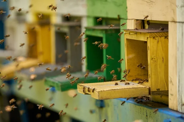Closeup Bee Hives Bees Swarming — Stock Photo, Image