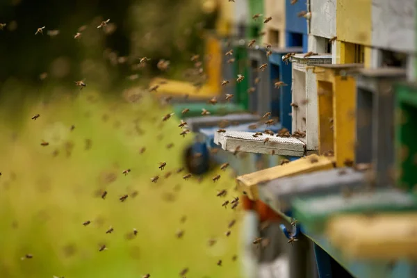Méhkaptárak Közelsége Ahol Méhek Hemzsegnek — Stock Fotó