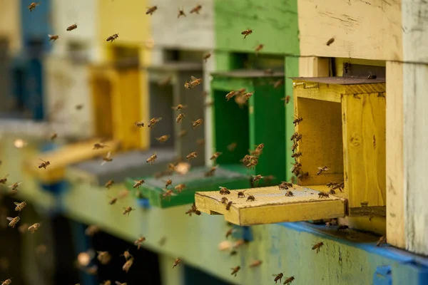 Detailní Záběr Včelích Úlů Včelami Hemžícími Kolem — Stock fotografie