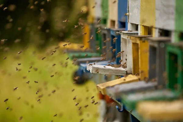 Gros Plan Des Ruches Abeilles Avec Des Abeilles Grouillant Autour — Photo