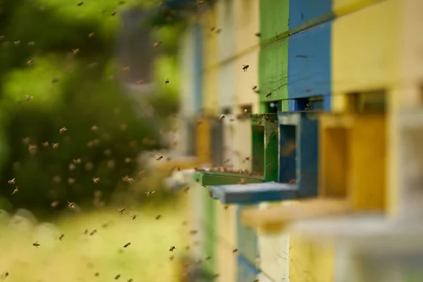 Detailní Záběr Včelích Úlů Včelami Hemžícími Kolem — Stock fotografie