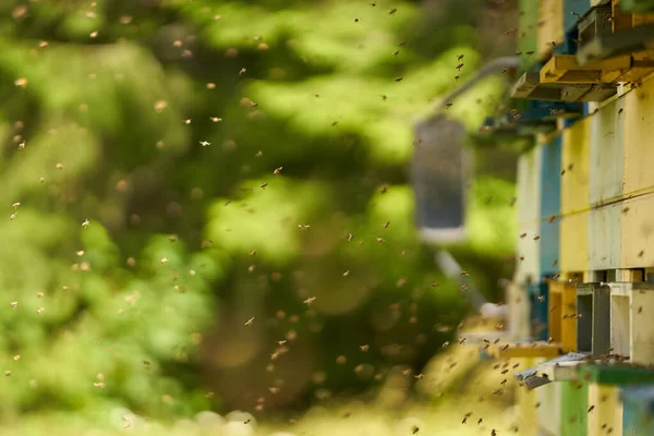 Großaufnahme Von Bienenstöcken Denen Von Bienen Wimmelt — Stockfoto