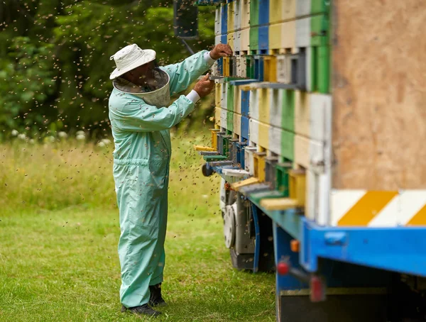 Beekeeper in overall protective gear checking the hives in his lorry