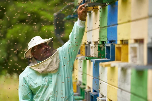 Imker Schutzausrüstung Kontrolliert Bienenstöcke Seinem Lkw — Stockfoto