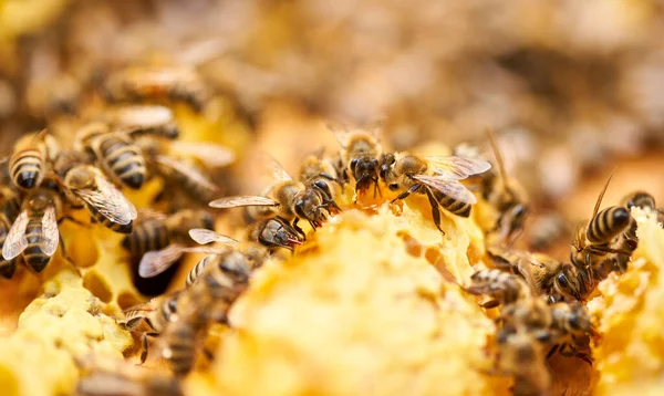 Abejas Pululando Alimentándose Del Peine Dentro Colmena — Foto de Stock