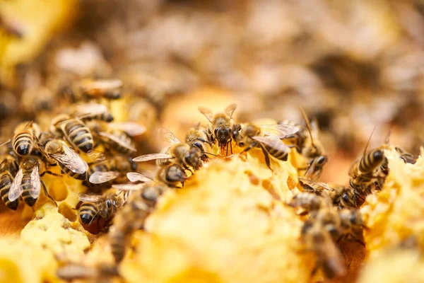 Bees Swarming Feeding Comb Hive — Stock Photo, Image