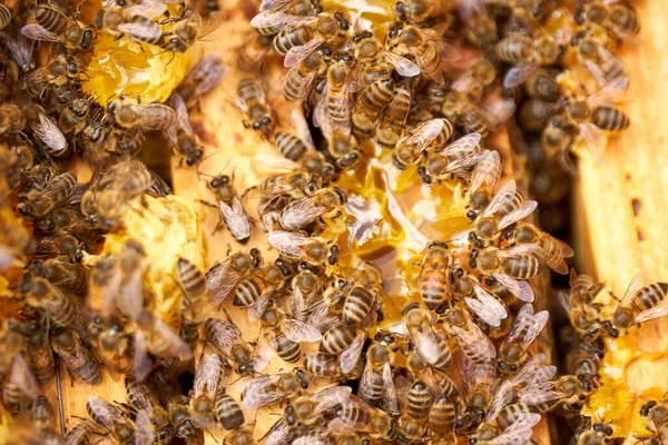 Bees Swarming Feeding Comb Hive — Stock Photo, Image