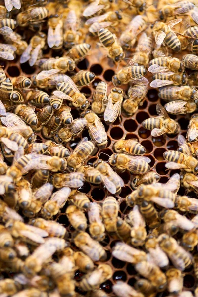 Api Che Sciamano Nutrono Del Pettine All Interno Dell Alveare — Foto Stock