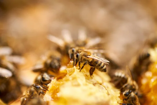 Abelhas Enxameando Alimentando Pente Dentro Colmeia — Fotografia de Stock