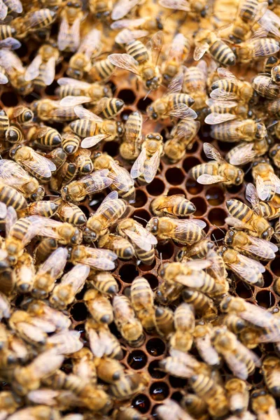 Abejas Pululando Alimentándose Del Peine Dentro Colmena — Foto de Stock