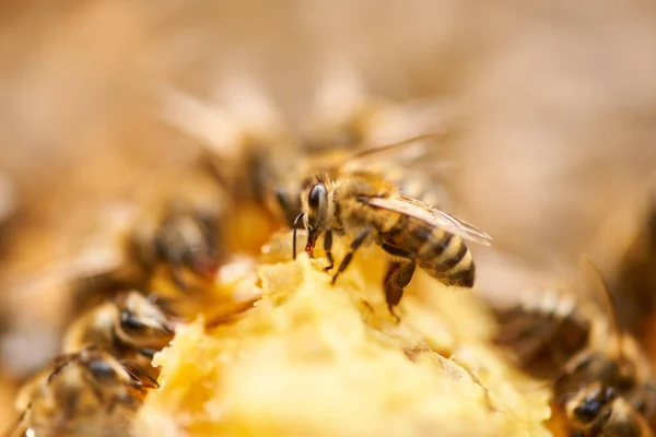 Abejas Pululando Alimentándose Del Peine Dentro Colmena — Foto de Stock