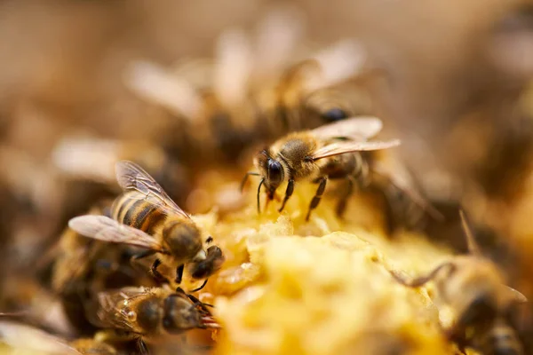 Méhek Nyüzsögnek Táplálkoznak Kaptárban Lévő Fésűből — Stock Fotó