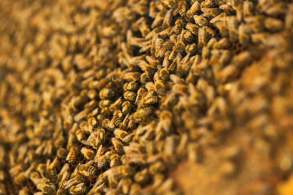Пчелы Роятся Питаются Расческой Внутри Улья — стоковое фото
